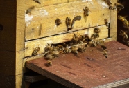 Bienenkasten