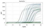 Anstieg der Fluoreszenzstrahlung bei der Realtime RT-PCR. Grüne Kurven: Fluoreszenzstrahlung beim Nachweis des Hopfenstauche-Viroids; blaue Kurven: Nachweis von Pflanzen-RNA als  Ausdruck einer funktionierenden Nachweisreaktion