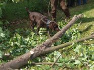 Ein ALB-Spürhund sucht am gefällten Baum nach Spuren des ALB. (Quelle: LfL)