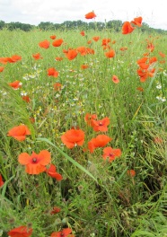 Klatschmohn in Rapsbestand