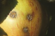 Apfel mit Symptomen Apfelschorf