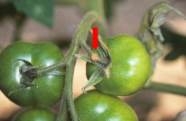 Tomatenfruchtstiel mit Tomatenrostmilbenbefall