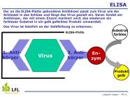 Der an die ELISA-Platte gebundene Antikörper fängt das Virus gezielt ein. Daran bindet ein Antikörper, der mit einem Enzym markiert wird, das wiederum ein farbloses Substrat in ein gelb gefärbtes Produkt umwandelt.  Das Virus ist letztlich an der Gelbfärbung zu erkennen.