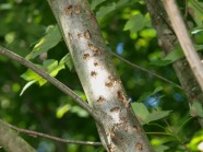 Ahornbaum mit deutlichen ALB-Befallsmerkmalen