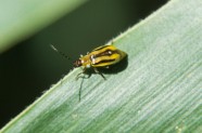 weiblicher Käfer vom Maiswurzelbohrer