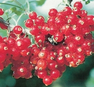 Rote Johannisbeeren