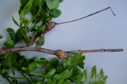 kleiner Ast mit Blättern und Knoten