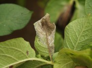 Phytophthora infestans