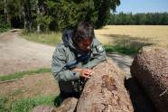 Person untersucht Stück Holz