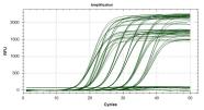 Freisetzung von Fluoreszenzstrahlung während der Realtime PCR