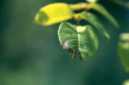 Schaden am Blatt durch Miniertätigkeit der Rosenblattminiermotte