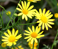 Blüten des Wasserkreuzkraut in Nahaufnahme