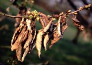 Befallene Blätter im Winter.