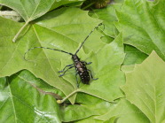 ALB-Käfer auf Blättern sitzend