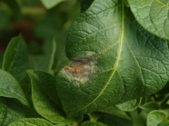 Phytophthora leaf infections