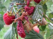 verfaulte Himbeeren