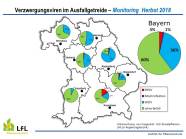 Verteilung des Befalls mit Verzwergungsviren in den sieben bayerischen Regierungsbezirken 