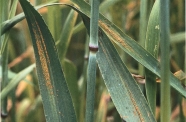 Weizenplanzen haben längliche braune Stellen im Blatt.