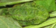 Sojabohnenblatt mit Aufwölbungen, Chlorosen und bräunlichen Flecken verursacht durch das Sojabohnenmosaik-Virus (SMV)