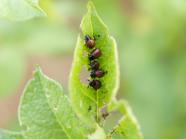 Larvae feeding on leaf.