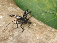 großer Käfer auf einem Baumstamm bereit zum Abflug