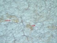 Pilzgeflecht bei Blick durch Mikroskop