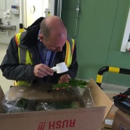 IPS-Mitarbeiter kontrolliert eine Lieferung mit Wasserpflanzen