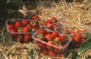 Erdbeeren in drei Schalen