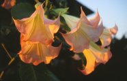 orange Daturablüten