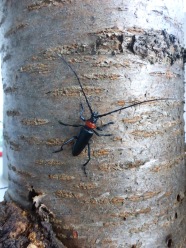 Asiatischer Moschusbockkäfer am Stamm