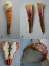 viergeteiltes Bild mit befallener Petersilienwurzel jeweils