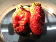Zwei verfaulte Erdbeeren.