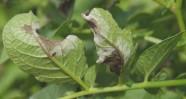 Sporulating late blight on leaf