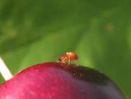 Kirschessigfliege auf einem Apfel.