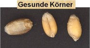 Drei Weizenkörner auf einem Tisch.