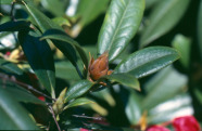 Knospensterben am Rhododendron