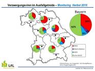 Der Befall mit Verzwergungsviren in Bayern war unterschiedlich in den einzelnen Regierungsbezirken.