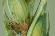 plant louse on cereal ear