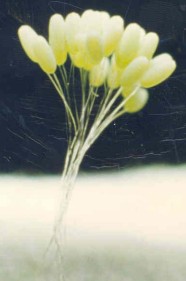 Die Eier der Florfliege sitzen auf cirka 5mm langen Stielchen.