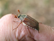 Feldmaikäfer in Großaufnahme sitzt auf Hand