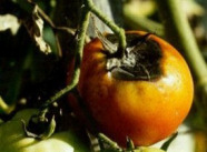 Tomate mit Didymella-Fruchtfäule am oberen Fruchtkörper