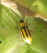 Käfer des westlichen Maiswurzelbohrers