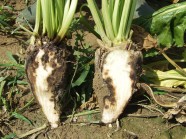 R. solani AG 2-2IIIB on sugar beet