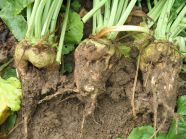 Vom Gürtelschorf befallene Zuckerrüben im Feld