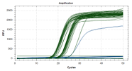 Nachweis des Hopfenstauche-Viroids und der internen Kontrolle mittels Realtime RT-PCR und Taqman-Gensonden: Bei einem positiven Testergebnis steigt die Fluoreszenzstrahlung (RFU) exponentiell an und erreicht dann ein Plateau.