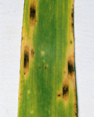Nahaufnahme typischer Ramularia-Flecken auf einem Gerstenblatt