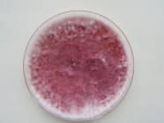 Petrischale mit rosafarbigem Pilzgeflecht