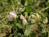 Blühende Pflanze auf dem Feld