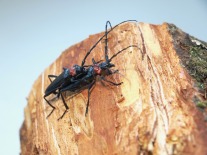 Asiatischer Moschusbockkäfer bei der Paarung