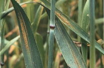 Gerstenblätter mit rostfarbenen Flecken